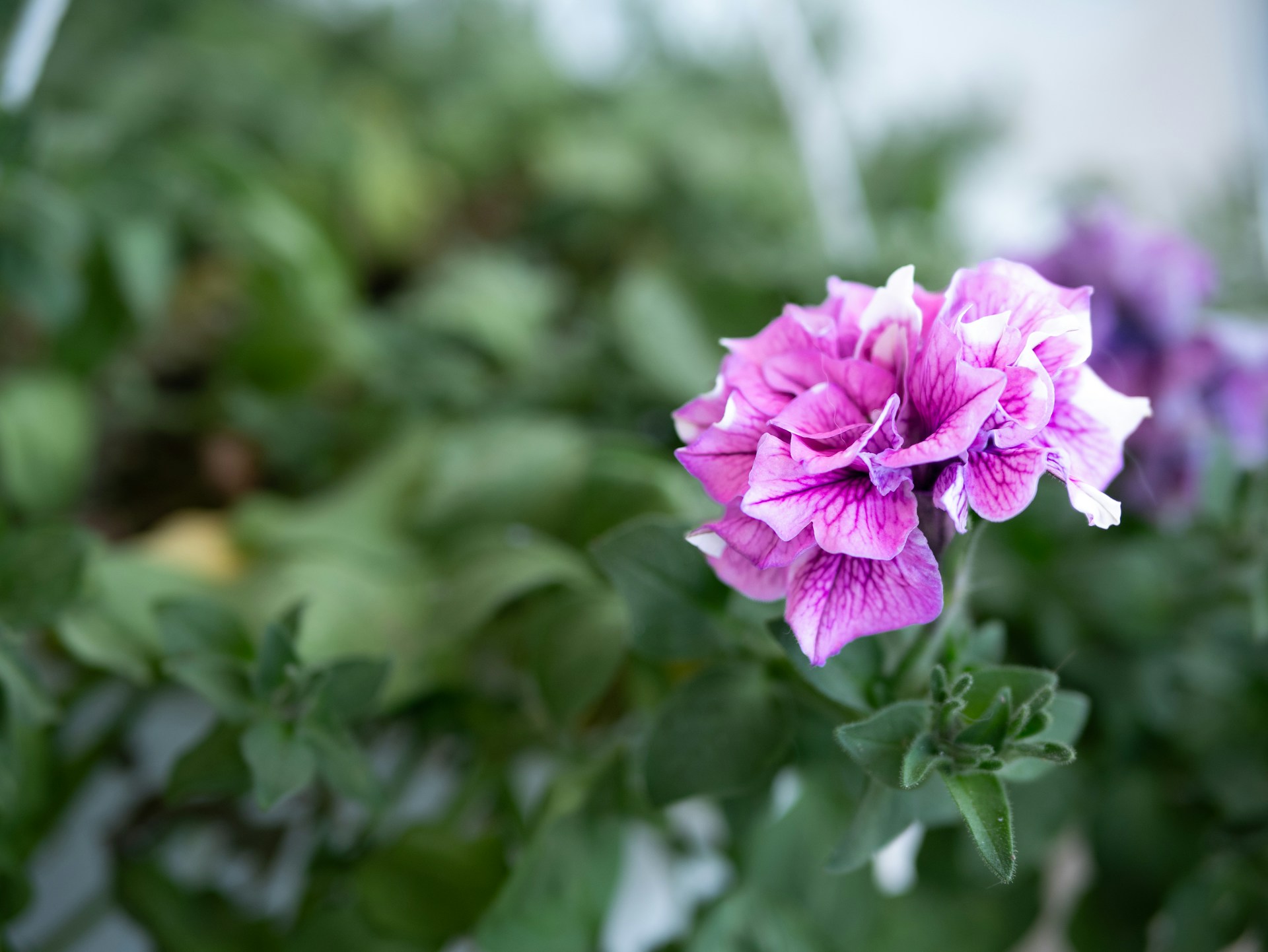 Pink and purple summer flowers in a sunlit garden